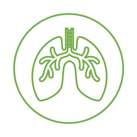 Physiology of Breathing icon as lungs